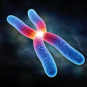 Što je kromosom? Skup kromosoma. Par kromosoma