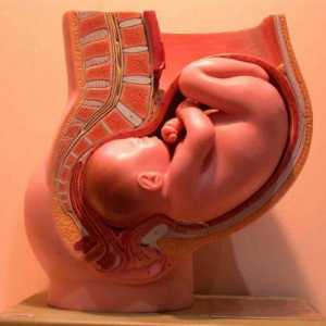 Što je embriologija? Što znanost proučava embriologiju?