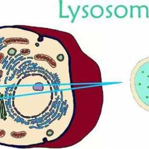Što su lizosomi: struktura, sastav i funkcije lizosoma