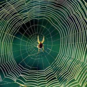 Što je web i zašto ga pauci tkaju