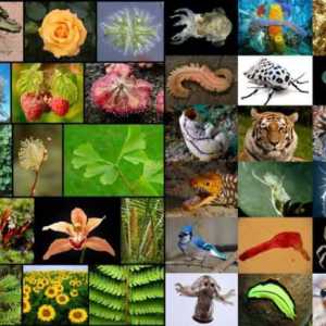 Što je taksonomija u biologiji? Biologija: sustavnost biljaka