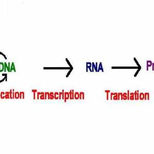 Što je transkripcija u biologiji? Ovo je faza sinteze proteina
