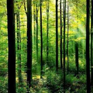 Što raste u šumi i tko živi? Opis proljetne i jesenske šume