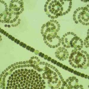 Цианобактерия - это... Цианобактерии: строение, общие сведения