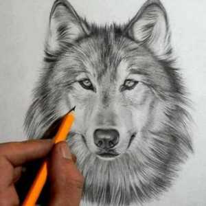 Izreke o vukovima: lukavstvo, sloboda, pobožnost