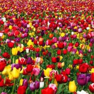 Boje tulipana. Značenje boje tulipana