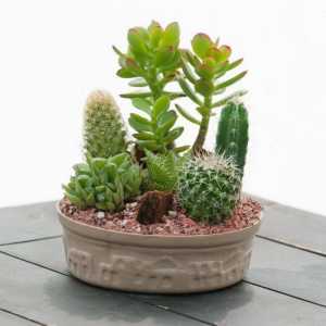 Kaktus cvijeće, njegu i reprodukciju unutarnjih biljaka