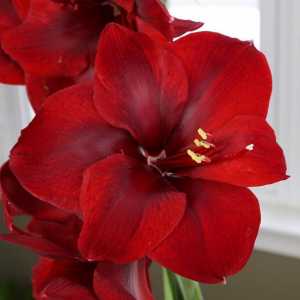 Amaryllis cvijet: opis, njegu kod kuće