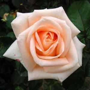 Cvijet za ljubitelje i romantike - ruža Osiane