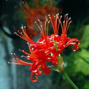 Nerina cvijet: sadnja i njegu na otvorenom terenu