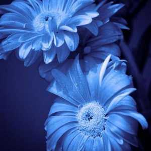 Cvijet s plavim cvjetovima. Imena plavog cvijeća, fotografija