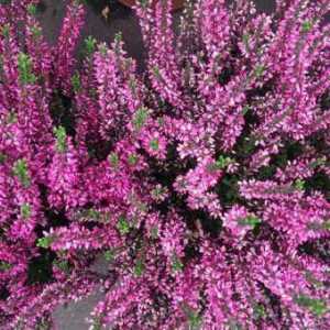 Cvjetni heather kod kuće: kultiviranje, skrb, reprodukcija i ljekovita svojstva