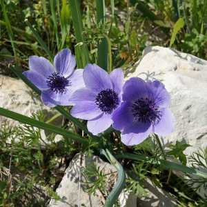 Anemone cvijeće: sadnju i vanjsku njegu