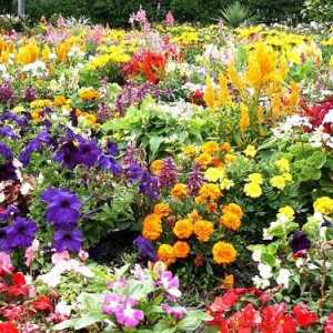 Ljeto cvijeće: kako odabrati pupi vrtlar