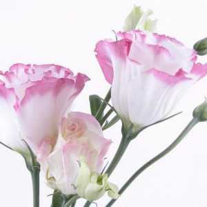 Cvijeće lisianthus: reprodukcija, sadnja, uzgoj i njegu