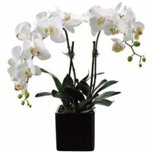 Cvjetovi orhideja bijele: fotografija i opis