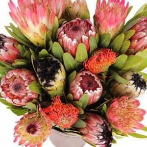 Proteinski cvjetovi su južnoafričke ljepote s tropskim karakterom