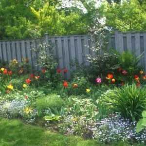 Vrt cvjetovi: trajnice za ljetne vikendice i cvjetnjaka