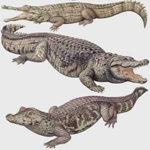 Otkrijmo kako se krokodil razlikuje od aligatora