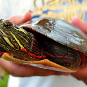 Ukrasne kornjače: njegu, vrste i značajke sadržaja