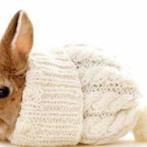 Dekorativni zečevi: očekivani životni vijek i životni uvjeti