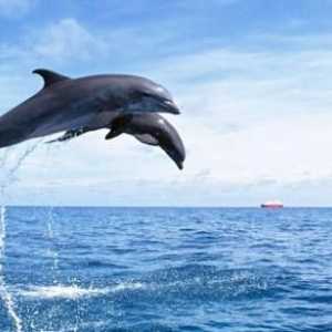 Дельфин черноморский. Виды дельфинов