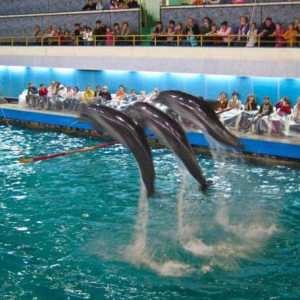 Dolphinarium na Semenovskaya: razlozi za zatvaranje