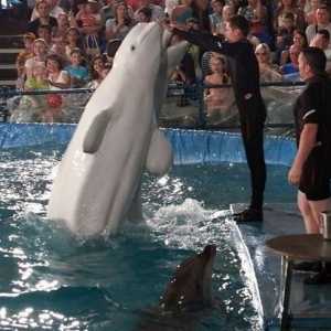 Dolphinarium u Čeljabinsku - zabavan vikend za cijelu obitelj
