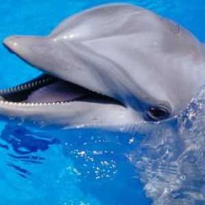 Dolphinarium u Gelendzhik - lider među vodenim atrakcijama na obali Crnog mora