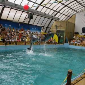 Dolphinarium u Rostov-na-Donu: opis, fotografija