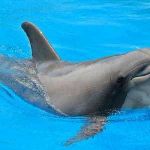 Dolphinarium u Rostov-na-Donu: koliko košta prijateljstvo s dupinom?