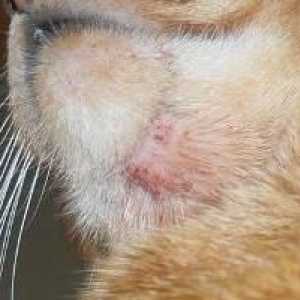 Demodoza u mačiću: oblici i simptomi infekcije