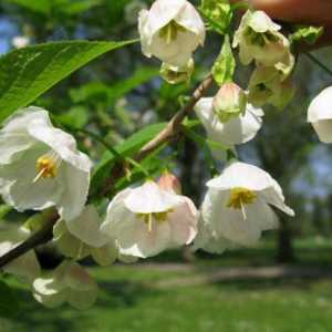 Lily-of-the-dolina stablo: opis, sadnja, uzgoj, recenzije