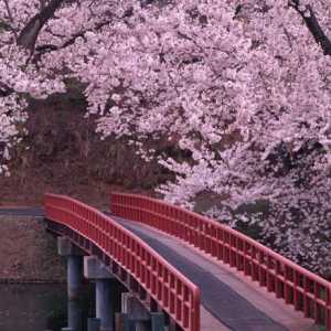 Sakura stablo: je li trešnja ili šljiva?