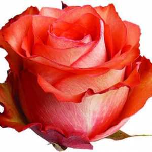 Odvažna ruža od iguane kao simbol ljubavi i strasti