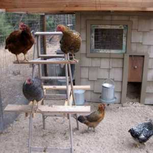 Dezinfekcija kokošinjac: sredstva, pripreme. Kako dezinficirati piletinu?