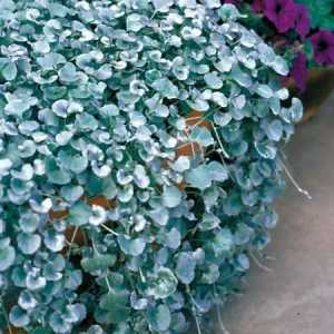 Dichondra ampelnaya: raste iz sjemenja, sadnje i njege, recenzije