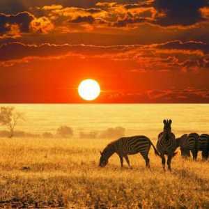 Дикая природа Африки, ее особенности и описание