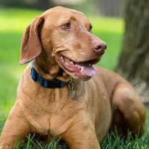 `Dirofen-paste` za pse: upute za uporabu i recenzije