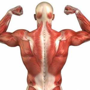 Najduži mišić leđa i njegova funkcija. Kako pumpati dugo leđne mišiće