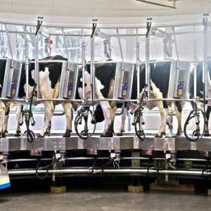 Mliječna postrojenja za krave: vrste, uređaji, karakteristike