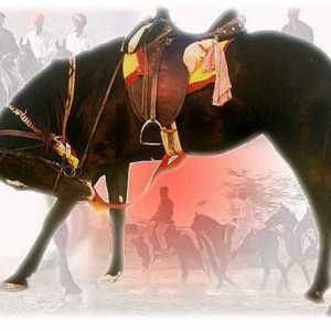 Don pasmina konja: opis i fotografija