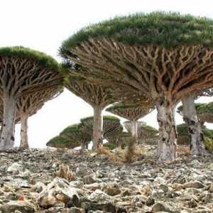Razgled otoka Socotre. Gdje je otok Socotra?