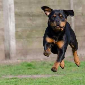Rottweiler trening: značajke, pravila i preporuke