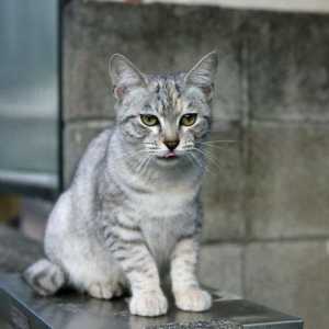 Smoky mačke: pasmina, fotografija