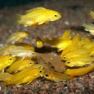 Žuta riba. Održavanje i reprodukcija kod kuće