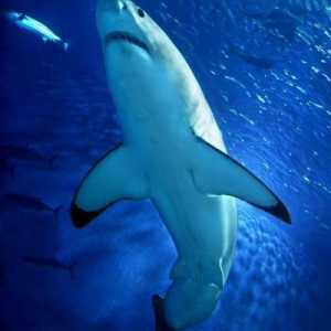 Postoje li morski psi na Mediteranu? Vrste morskih pasa