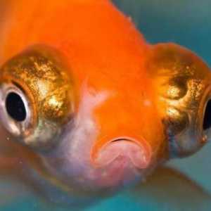 Postoji li mozak u ribi: struktura i osobine. Što ribe imaju IQ?