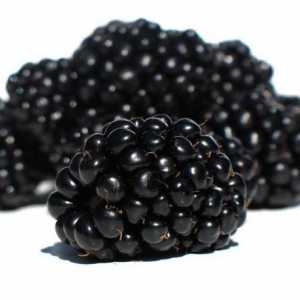 Kupina: reprodukcija, uzgoj. Blackberry bolesti