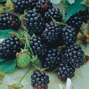 Triple Crown Blackberry: opis sorte, fotografija, obilježja uzgoja